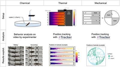 Behavioral and pharmacological characterization of planarian nociception